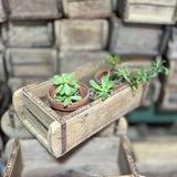 Set of 10 pieces Wooden box brick mold