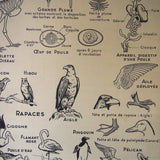 Ancienne affiche scolaire double face: Les oiseaux