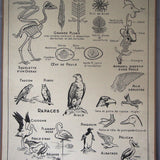 Ancienne affiche scolaire double face: Les oiseaux