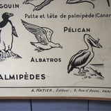 Ancienne affiche scolaire double face: Les oiseaux