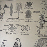 Ancienne affiche scolaire double face: Les oiseaux