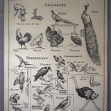 Ancienne affiche scolaire double face: Les oiseaux