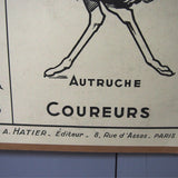 Ancienne affiche scolaire double face: Les oiseaux