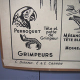 Ancienne affiche scolaire double face: Les oiseaux