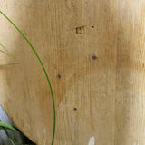 ancienne planche a decouper ronde en bois