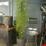 Ancien grand creuset de fonderie industrielle, ideal cache pot