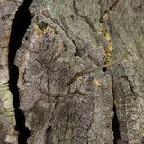 Ancienne ruche en liege pour l'elevage des abeilles