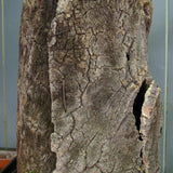 Ancienne ruche en liege pour l'elevage des abeilles