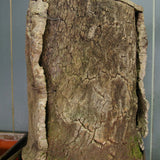 Ancienne ruche en liege pour l'elevage des abeilles