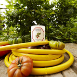 Bougie Tomate Carrière Frères