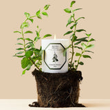 Bougie Menthe Verte  Carrière Frères