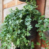 Ancien godet industriel grande longueur