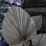 Dried palm leaf