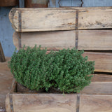 Double brick mold wooden box