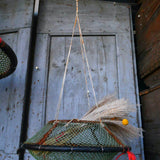 old sea nut trap, small Mediterranean seashell