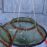 old sea nut trap, small Mediterranean seashell
