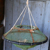 old sea nut trap, small Mediterranean seashell