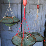 old sea nut trap, small Mediterranean seashell