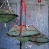 old sea nut trap, small Mediterranean seashell