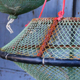 old sea nut trap, small Mediterranean seashell
