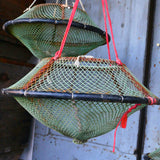 old sea nut trap, small Mediterranean seashell