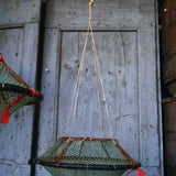 old sea nut trap, small Mediterranean seashell
