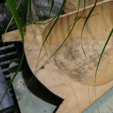 grand plat creux en bois