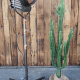 tres rare projecteur cinema ARRO studio Hollywood