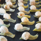 escargot jouet realiste stock vintage