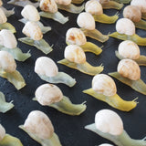 escargot jouet realiste stock vintage