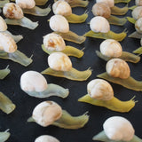 escargot jouet realiste stock vintage