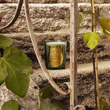 La Bougie Classique Figuerie Figue Royale à l'ombre des serres 800g